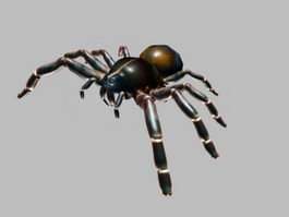 Black Spider 3d model preview