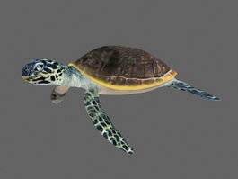 Green Sea Turtle 3d model preview