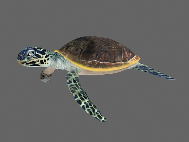 Green Sea Turtle 3d rendering