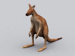 Red Kangaroo 3d model preview