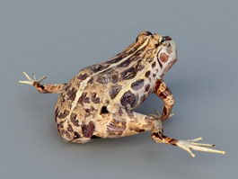 Leopard Frog 3d preview