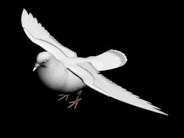 White Pigeon 3d model preview