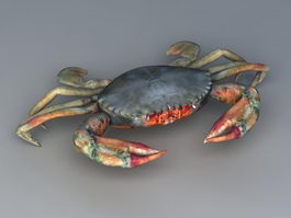 Green Crab 3d model preview