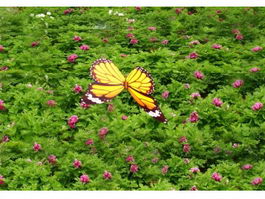 Animated Butterfly 3d model preview