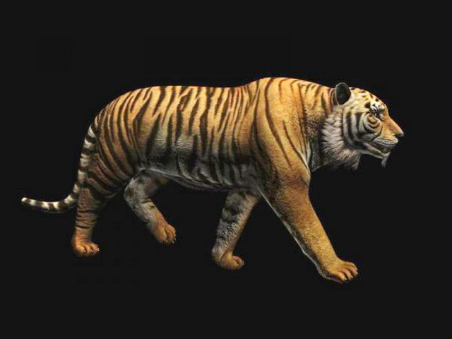 CG Bengal Tiger Animation 