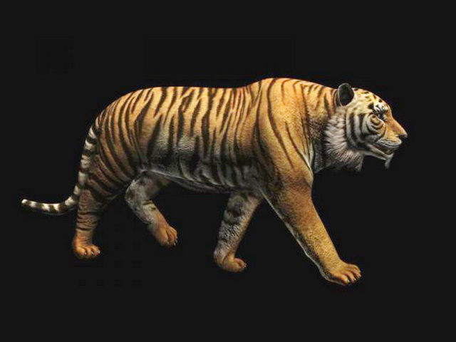 Tiger 3d Model Animated