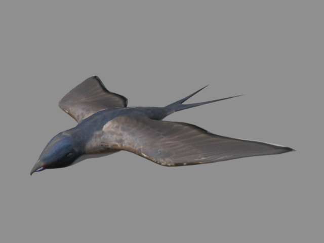 Swallow Bird Rig 3d rendering