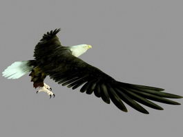 Bald Eagle 3d model preview