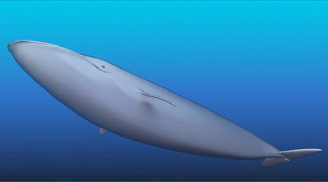 Blue Whale 3d rendering