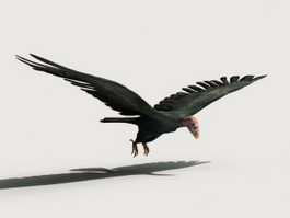 Condor Bird 3d model preview