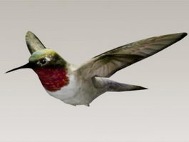 Hummingbird 3d model preview