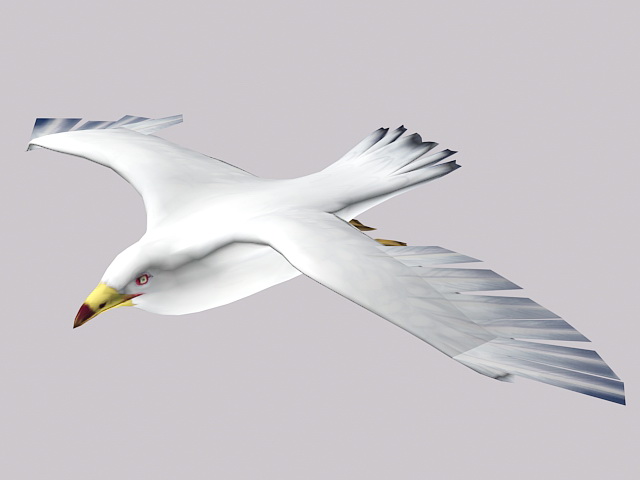 Ring-billed Gull 3d rendering