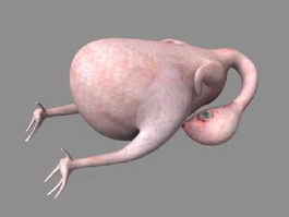 Plucked Chicken 3d model preview
