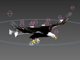 Eagle Flying Animation 3d model preview