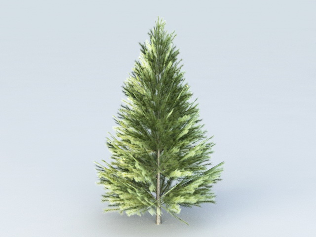 Evergreen Fir Tree 3d rendering