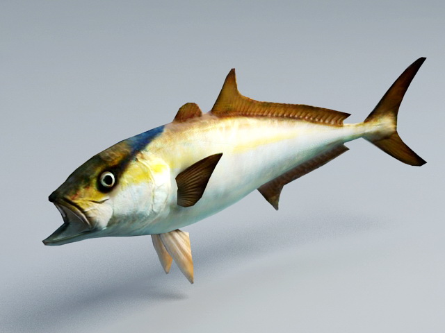 Amberjack Fish Animation 3d rendering