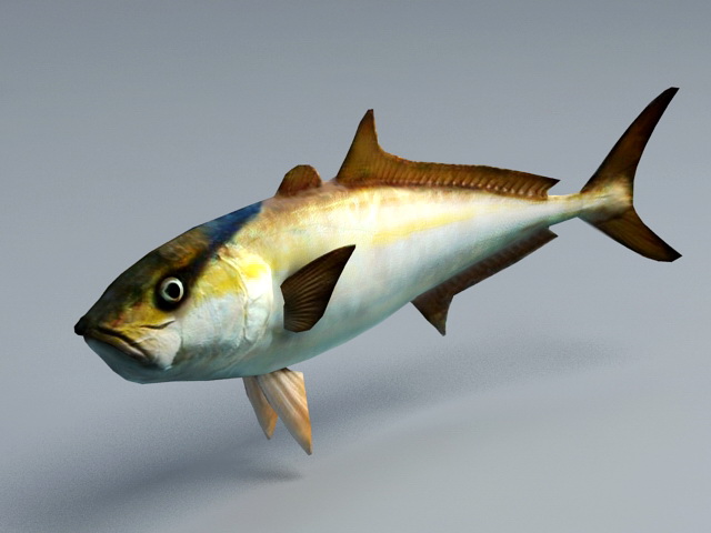 Amberjack Fish Animation 3d rendering