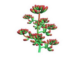 Red Sedum Pachyphyllum 3d preview