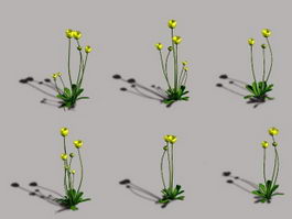 Wild Buttercup Flower 3d model preview