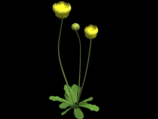 Wild Buttercup Flower 3d rendering