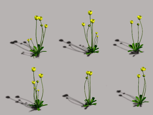 Wild Buttercup Flower 3d rendering