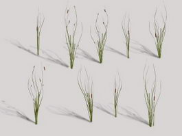 Cattails Plant 3d model preview