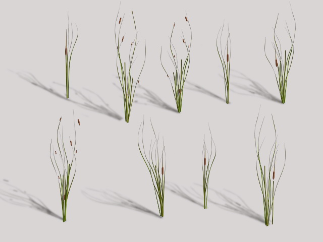 Cattails Plant 3d rendering