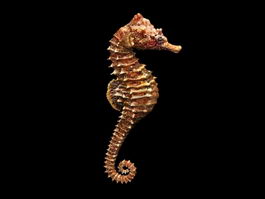 Adult Seahorse 3d model preview