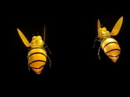 Honey Bee 3d preview