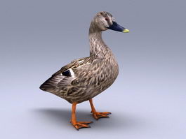 Domestic Duck 3d preview