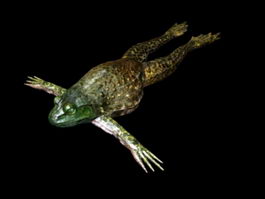 Toad Frog 3d preview