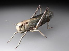 Locust Insect 3d model preview