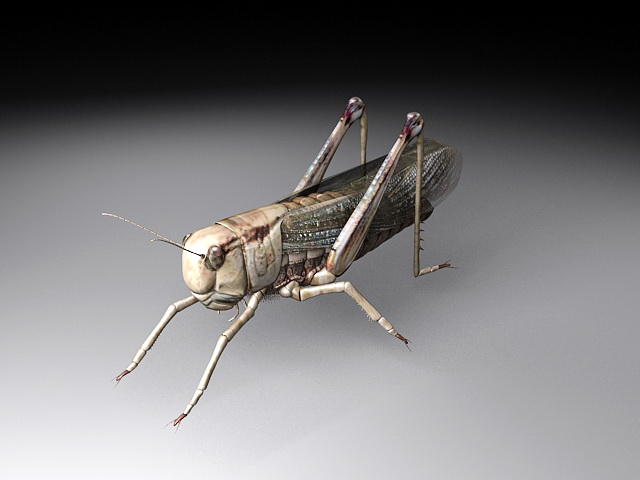 Locust Insect 3d rendering