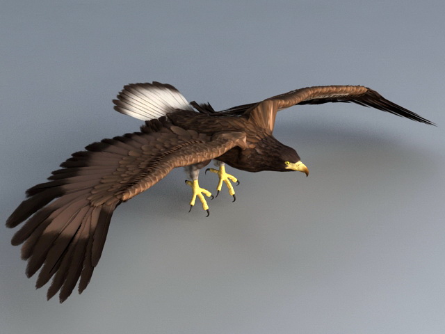 Flying Eagle Animation 3d model - CadNav
