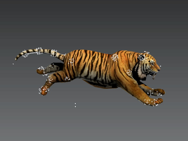 Animated Tiger Rig 3d rendering