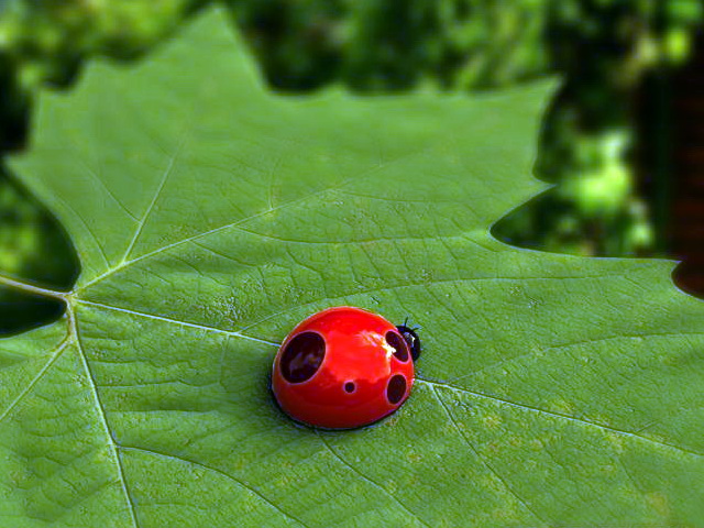 Ladybugs Beetle 3d rendering