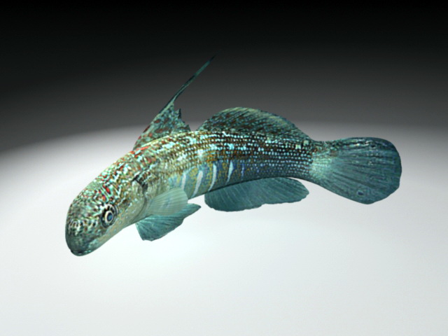 Bullet Goby Fish 3d model Maya files free download - modeling 45316 on