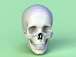 Human Skull 3d model preview