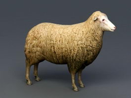 Female Sheep 3d preview