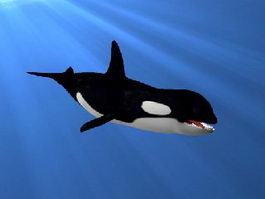 Killer Whale Underwater Animated Rigged 3d preview