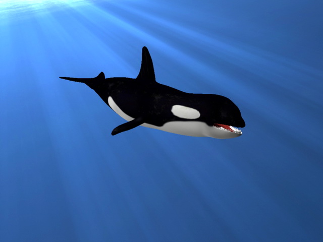 Killer Whale Underwater Animated Rigged 3d rendering