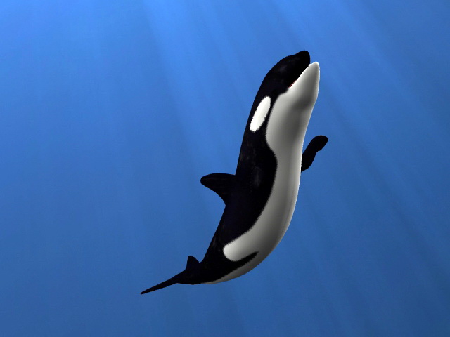 Killer Whale Underwater Animated Rigged 3d rendering