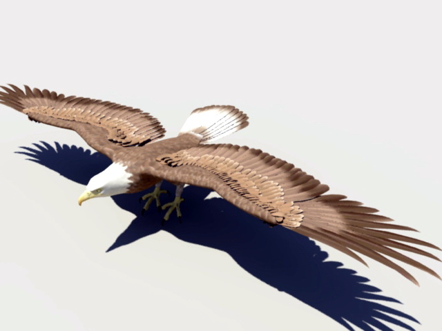 Bald Eagle Rig 3d rendering