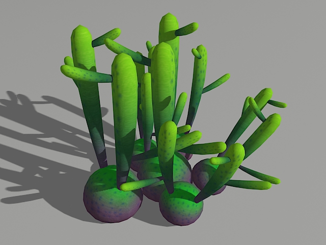 Euphorbia Oncoclada 3d rendering
