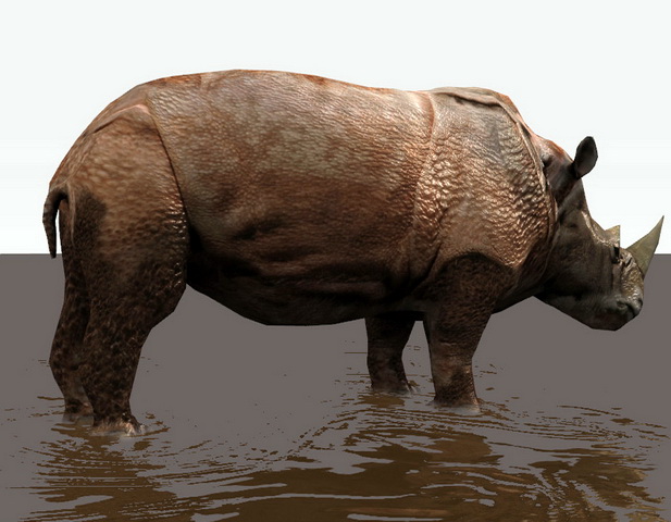 Black Rhinoceros Rig 3d rendering