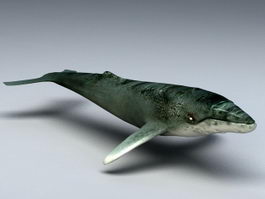 Humpback Whale 3d model preview