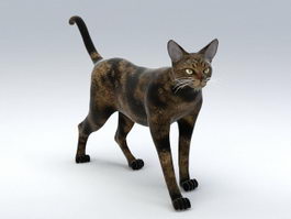 Maine Coon Cat 3d model preview