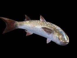 Striped Mullet Fish 3d model preview