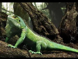 Green Lizard 3d model preview