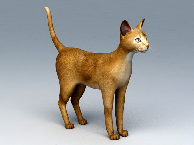 Abyssinian Cat 3d model 3ds Max files free download modeling 45589 on